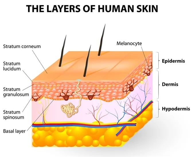 Internal Body Mechanism